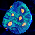 AJ's Rampage Chalice - Aquacultured LPS Coral | AJ's Aquariums