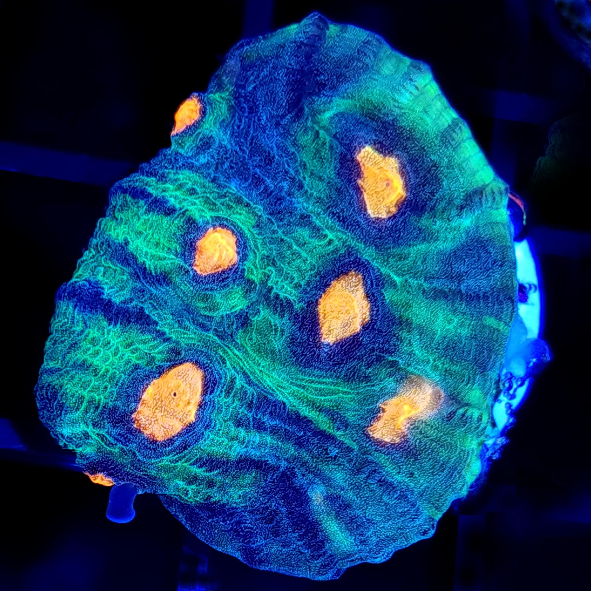 AJ's Rampage Chalice - Aquacultured LPS Coral | AJ's Aquariums