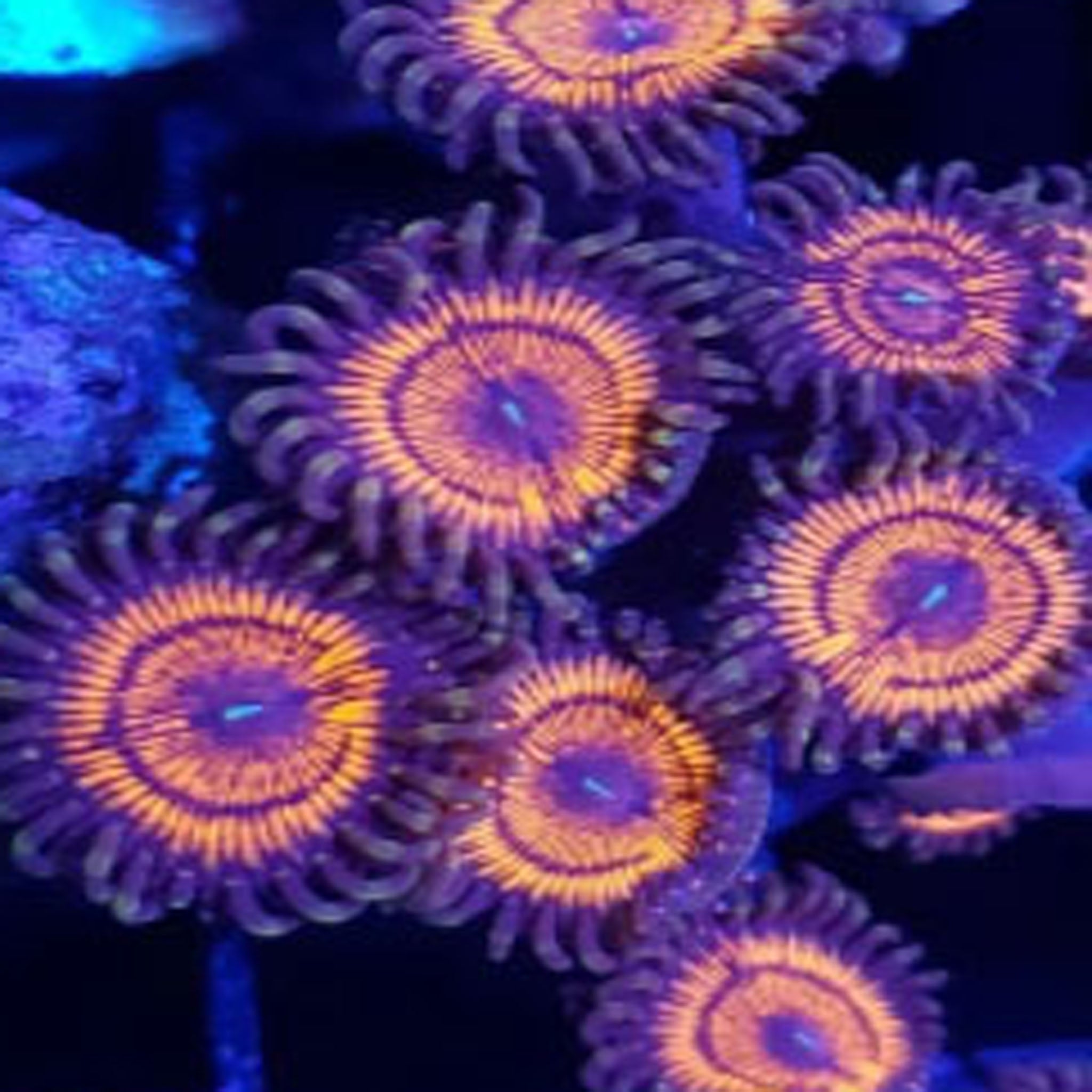 Armagedden Zoanthids - Aquacultured Softie Coral | AJ's Aquariums