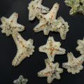 Asterina Starfish - Marine Invertebrate | AJ's Aquariums