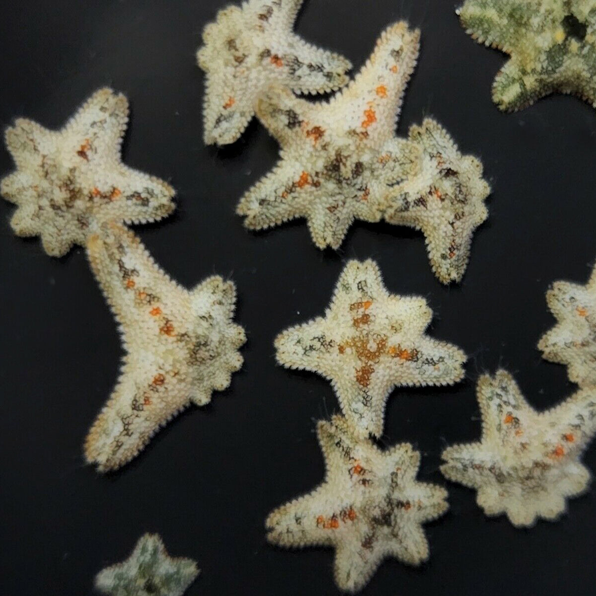 Asterina Starfish - Marine Invertebrate | AJ's Aquariums