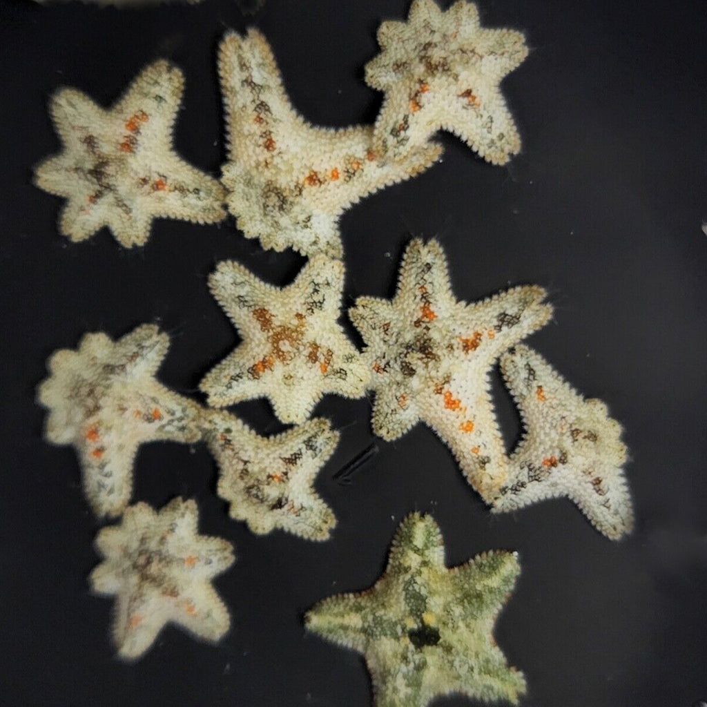 Asterina Starfish (20 pack)