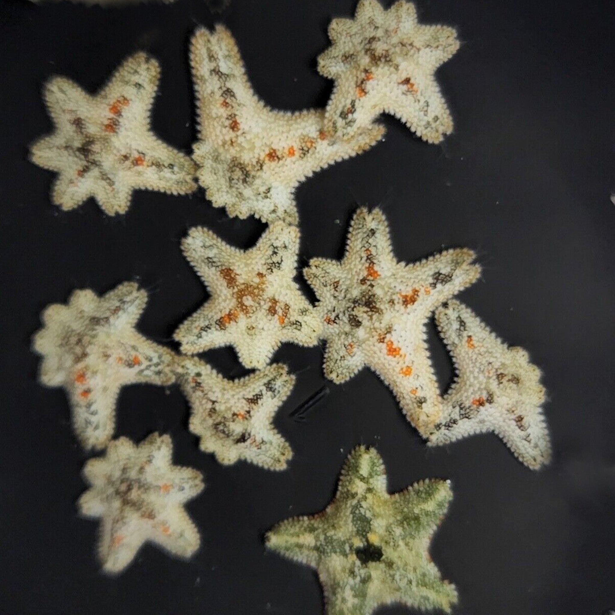 Asterina Starfish (20 pack)