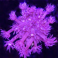 Aussie Royal Purple Goniopora - Aquacultured LPS Coral | AJ's Aquariums
