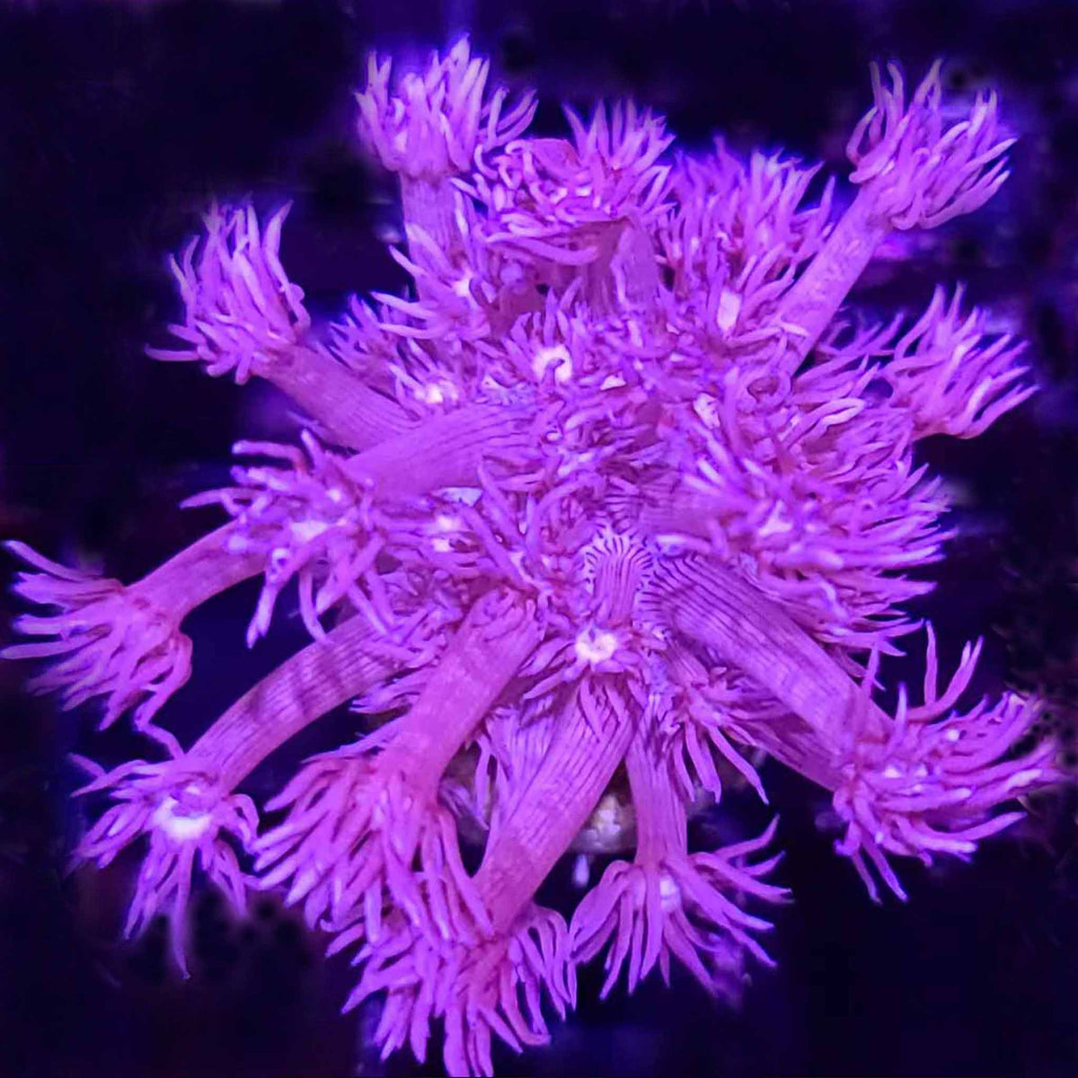 Aussie Royal Purple Goniopora - Aquacultured LPS Coral | AJ's Aquariums