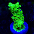 Bali Green Slimer Acropora - Aquacultured SPS Coral | AJ's Aquariums
