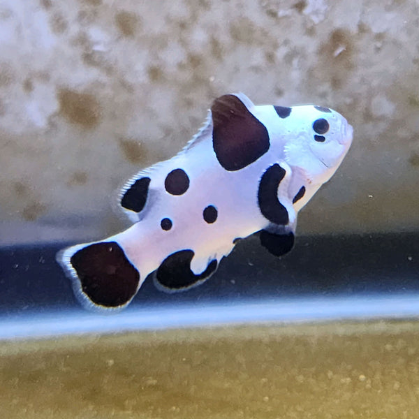 Black Storm Clownfish - Captive Bred Marine Fish | AJ's Aquariums