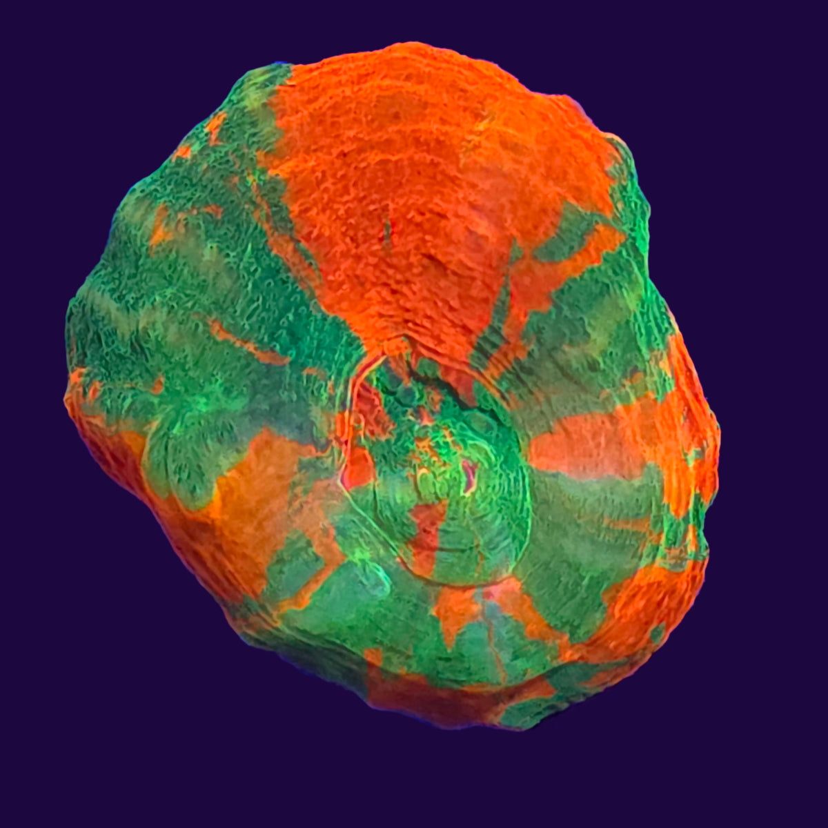 Bleeding Apple Scolymia - Aquacultured LPS Coral | AJ's Aquariums
