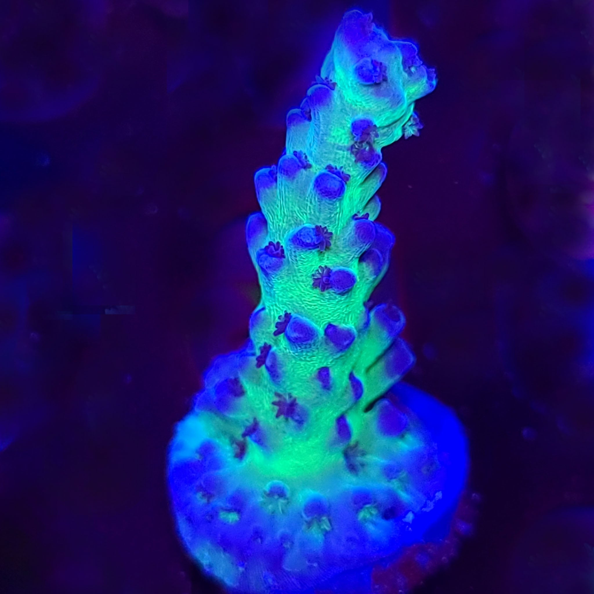 Cali Tort Acropora - Aquacultured SPS Coral | AJ's Aquariums