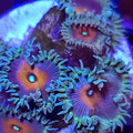 Captain America Zoanthids - Aquacultured Softie Coral | AJ's Aquariums