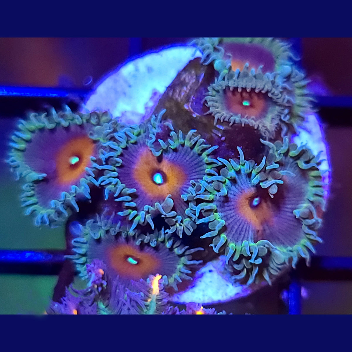 Captain America Zoanthids