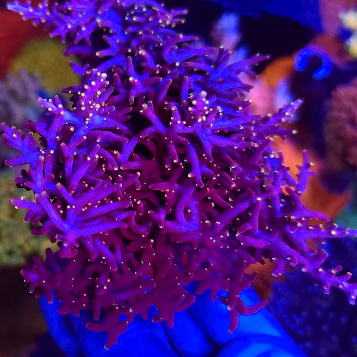 CB Flaming Fire Dragon Acropora