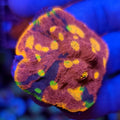CB Rainbow Fuego Chalice - Aquacultured LPS Coral | AJ's Aquariums