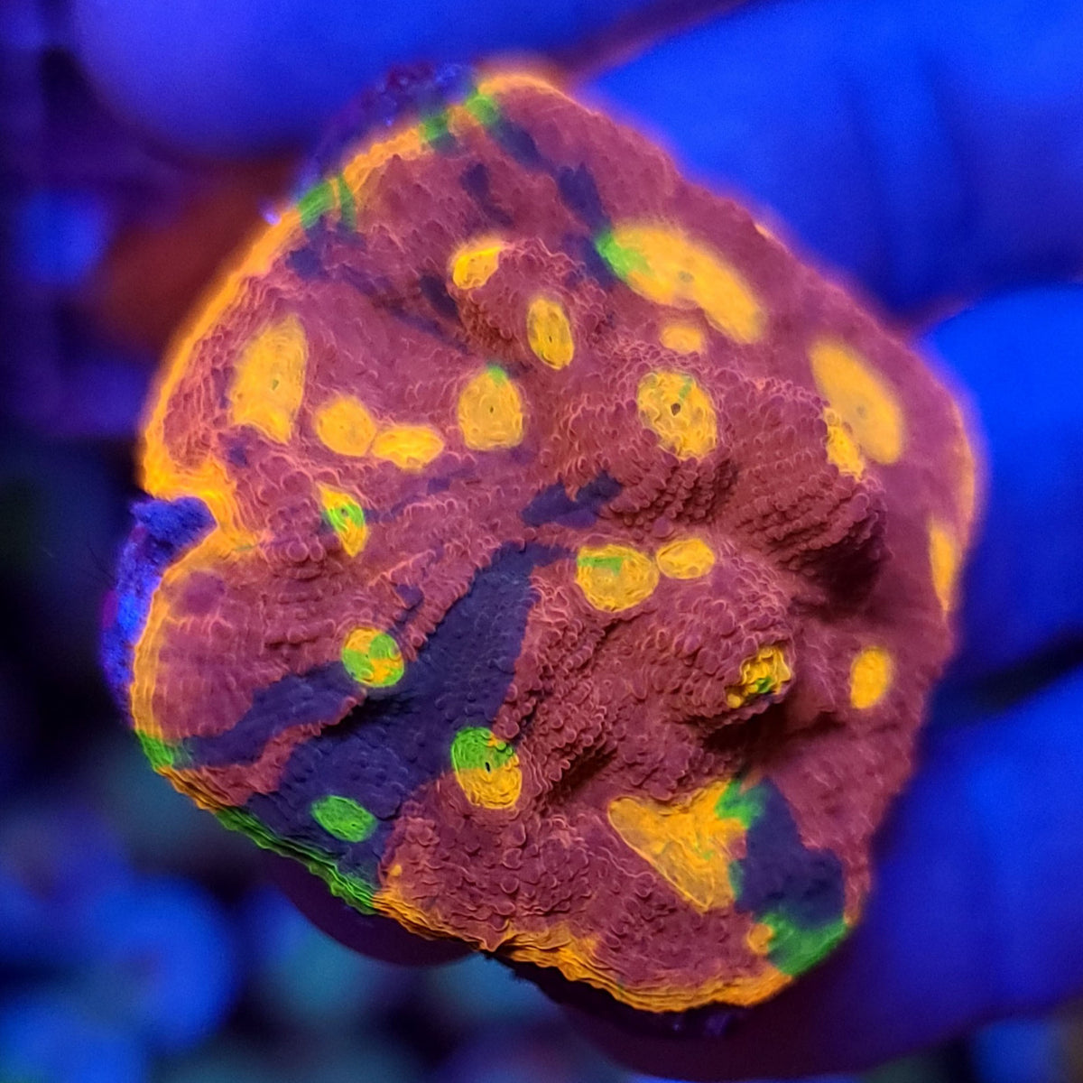 CB Rainbow Fuego Chalice - Aquacultured LPS Coral | AJ's Aquariums