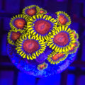 CC Spit Fire Zoanthids - Aquacultured Softie Coral | AJ's Aquariums