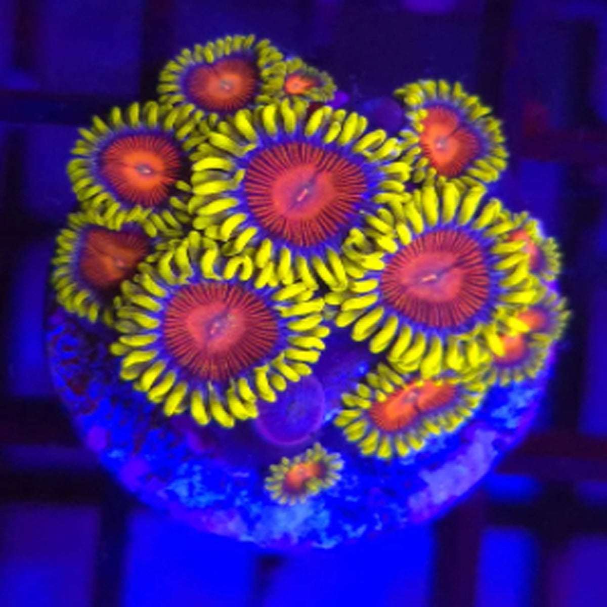 CC Spit Fire Zoanthids - Aquacultured Softie Coral | AJ's Aquariums