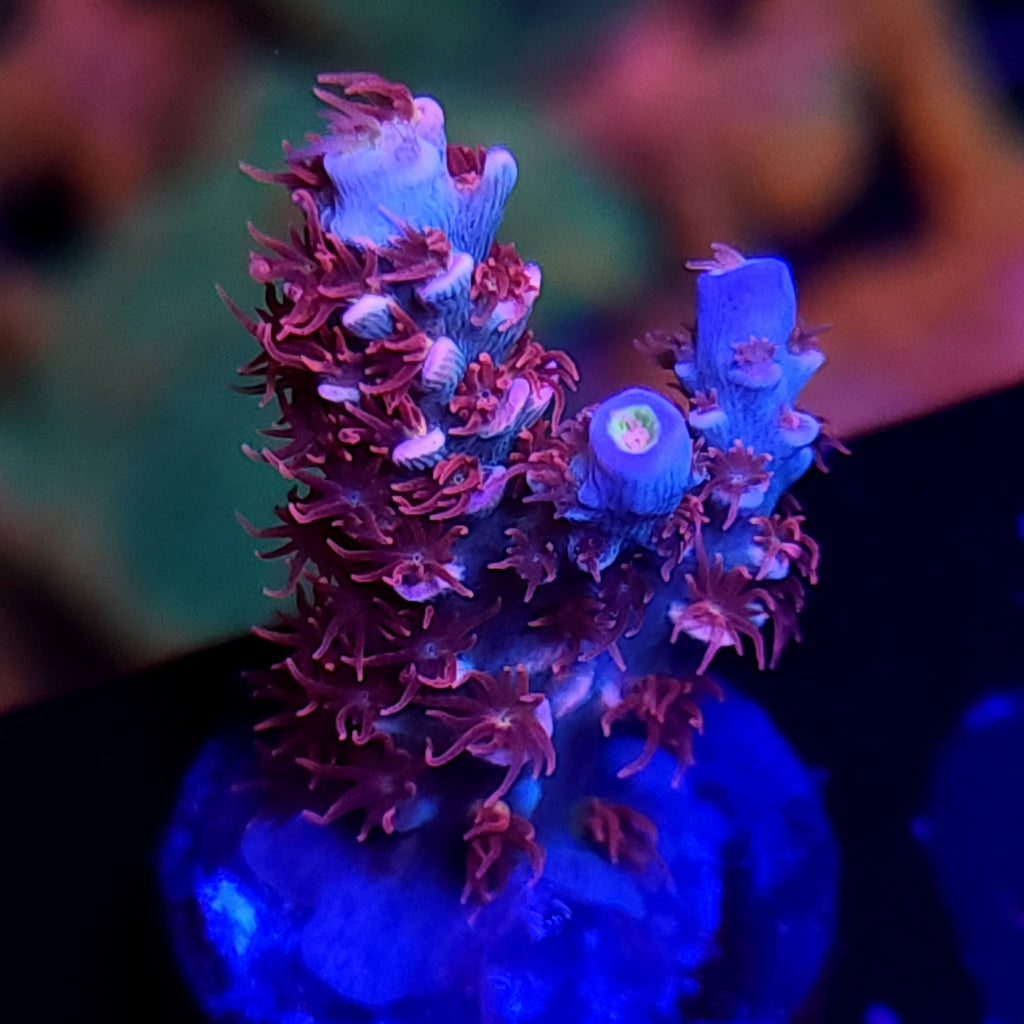 TGC Cherry Bomb Acropora - Aquacultured SPS Coral | AJ's Aquariums
