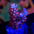 TGC Cherry Bomb Acropora - Aquacultured SPS Coral | AJ's Aquariums