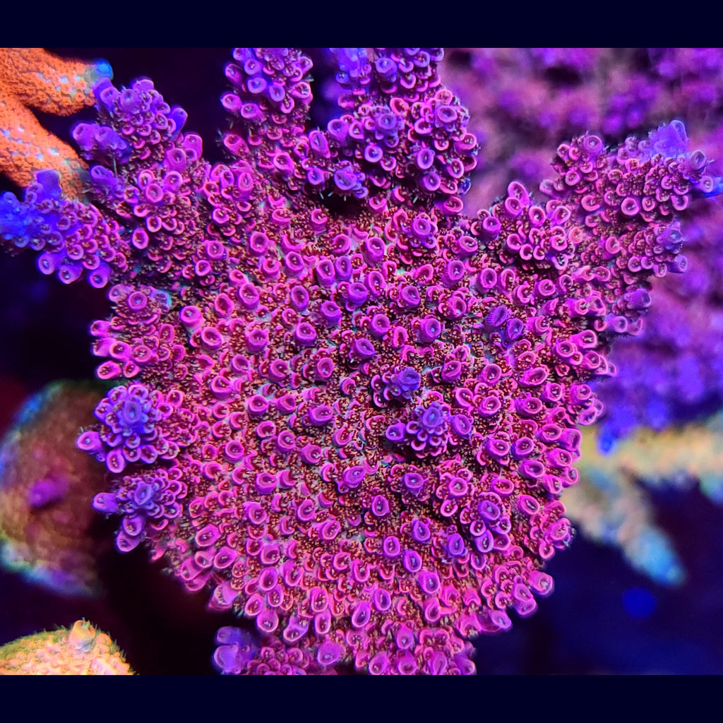 TGC Cherry Bomb Acropora