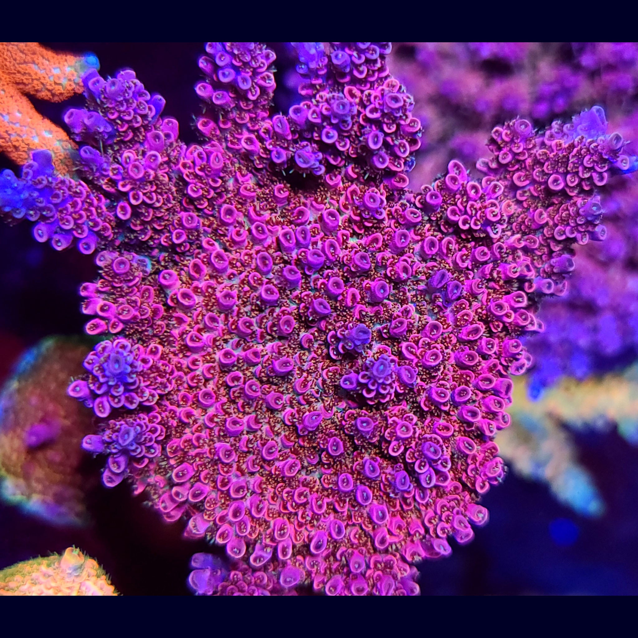 TGC Cherry Bomb Acropora