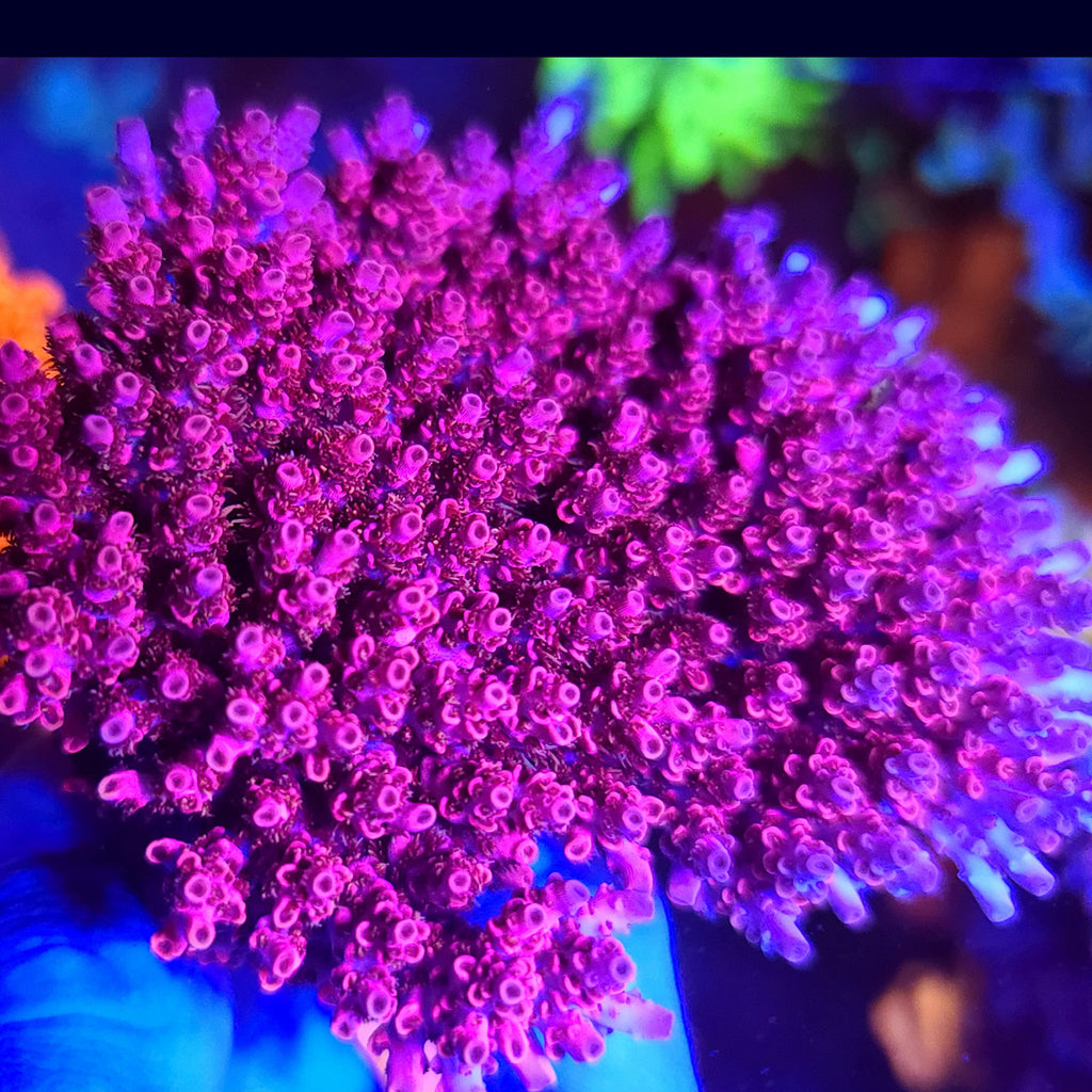 TGC Cherry Bomb Acropora