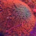 Dragon Scale Goniopora - Aquacultured LPS Coral | AJ's Aquariums