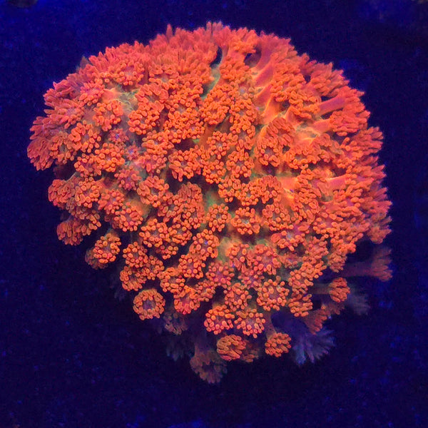 Dragon Scale Goniopora WYSIWYG - Aquacultured LPS Coral | AJ's Aquariums