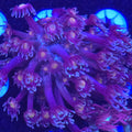 Golden Eye Branching Goniopora WYSIWYG - Aquacultured LPS Coral | AJ's Aquariums