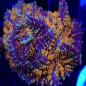 Gonzos Golden Dragon Bounce Mushroom
