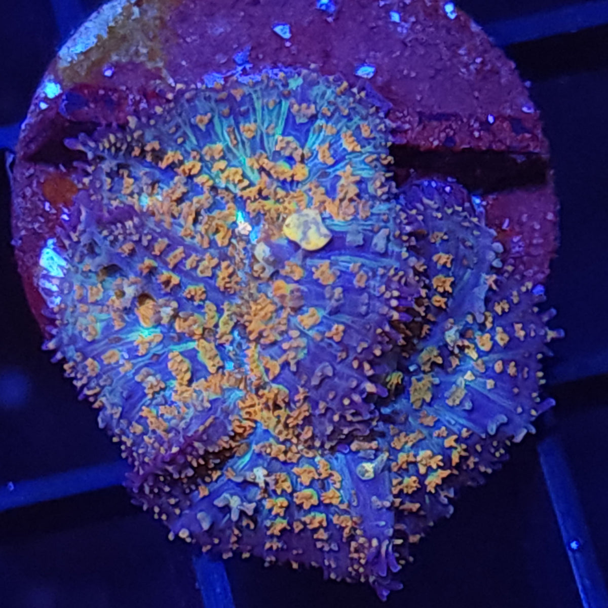 Gonzos Golden Dragon Bounce Mushroom