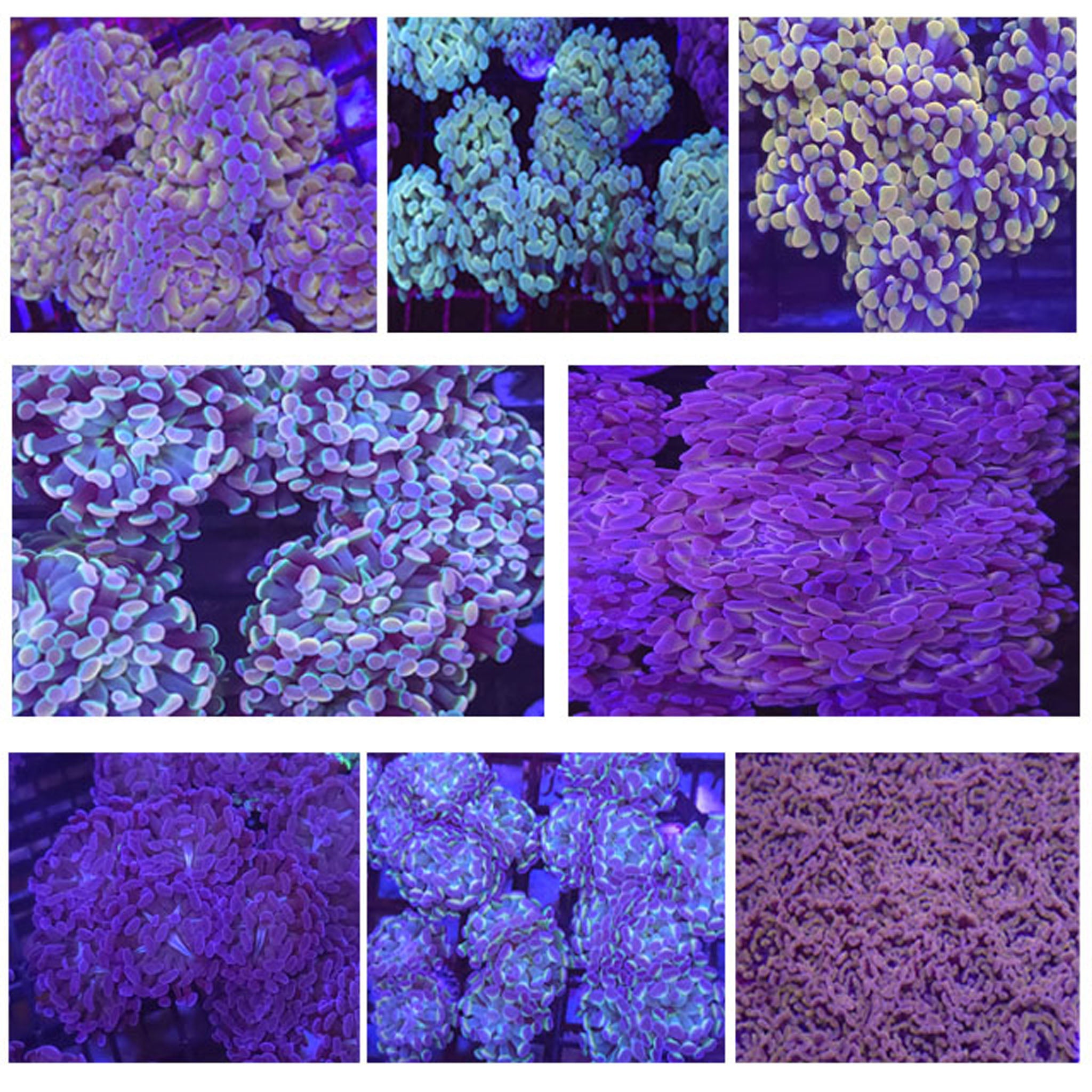 Hammer Garden - Aquacultured LPS Coral | AJ's Aquariums
