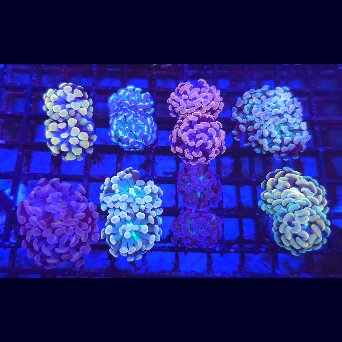 Hammer Garden (8 Unique Hammers)