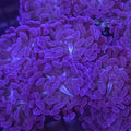 Deep Purple Hammer - Aquacultured LPS Coral | AJ's Aquariums