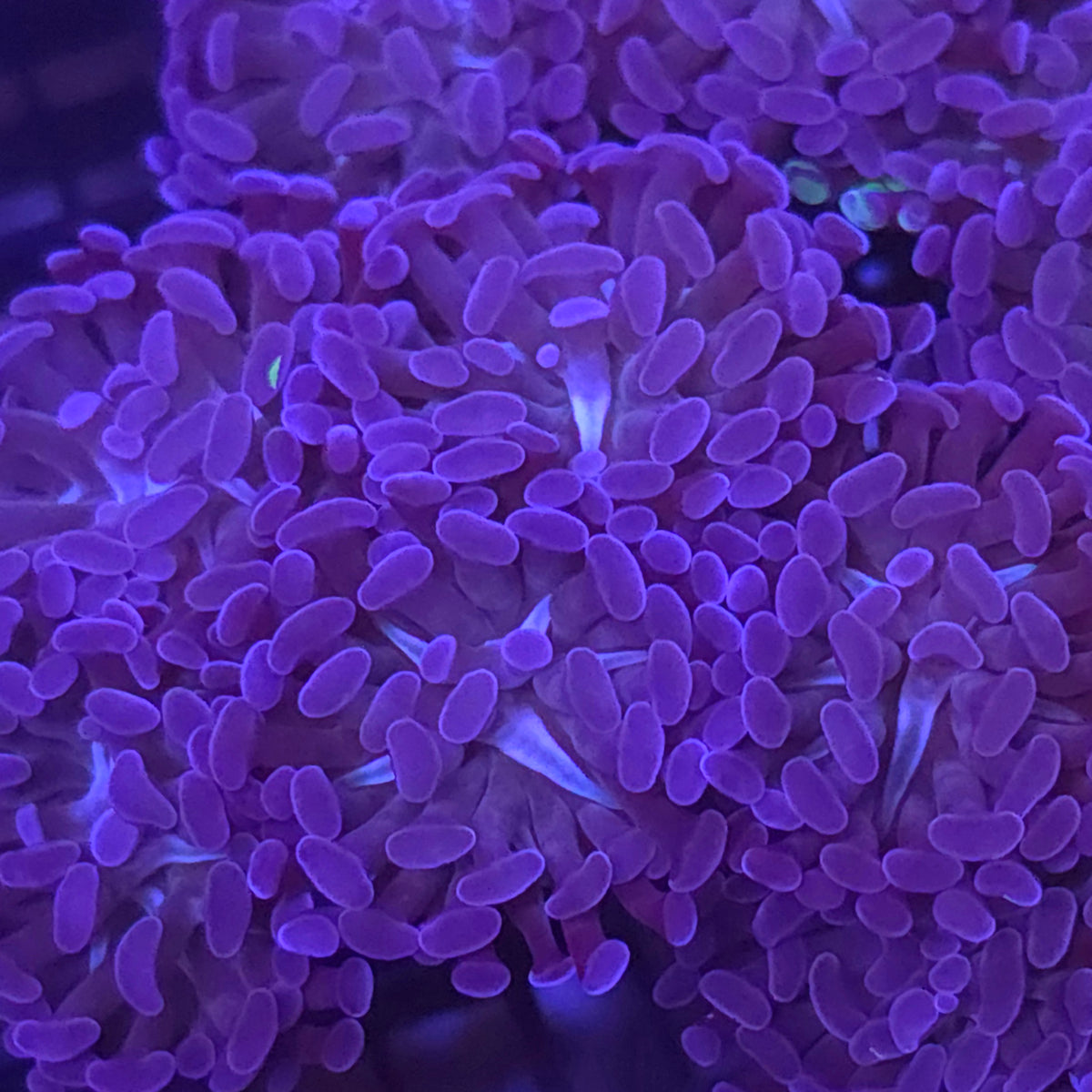 Deep Purple Hammer - Aquacultured LPS Coral | AJ's Aquariums