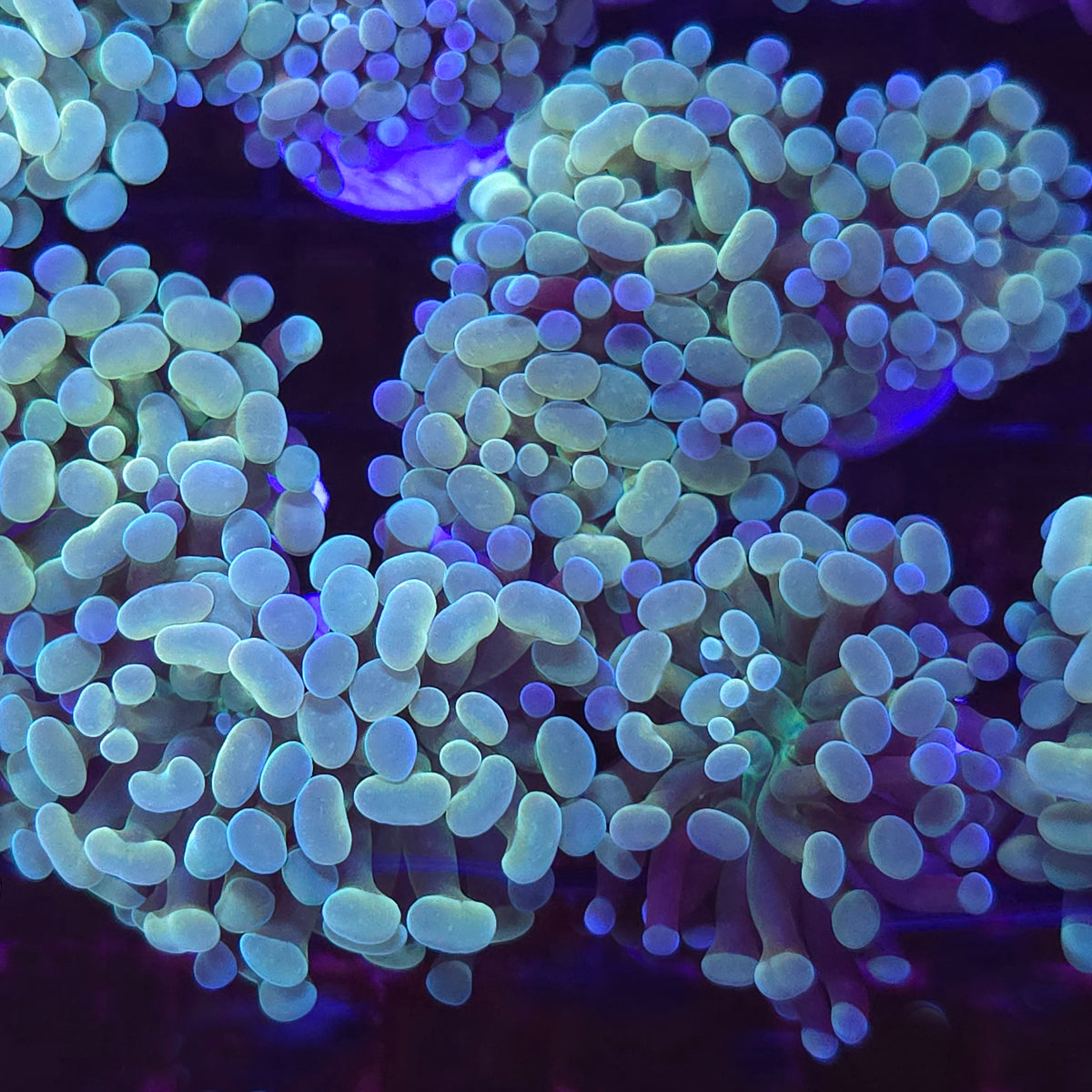 Ghost HG Hammer - Aquacultured LPS Coral | AJ's Aquariums