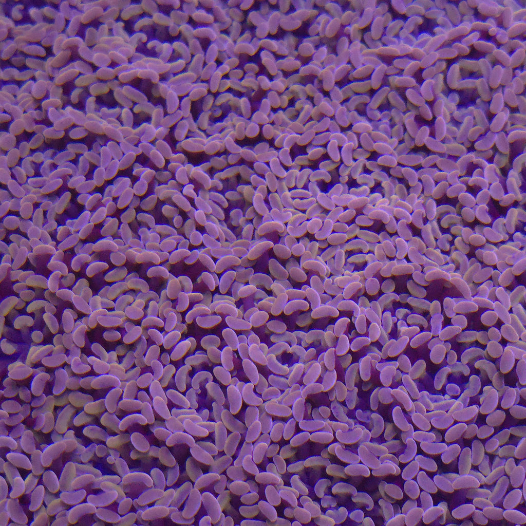 Orange Hammer - Aquacultured LPS Coral | AJ's Aquariums
