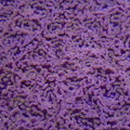 Orange Hammer - Aquacultured LPS Coral | AJ's Aquariums