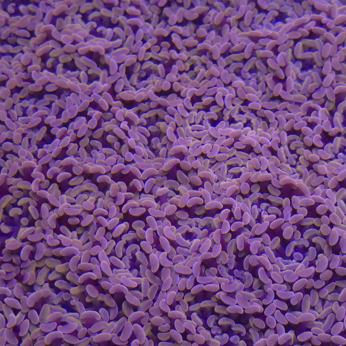 Orange Hammer - Aquacultured LPS Coral | AJ's Aquariums