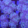 AJ's Rainbow Hologram Hammer - Aquacultured LPS Coral | AJ's Aquariums