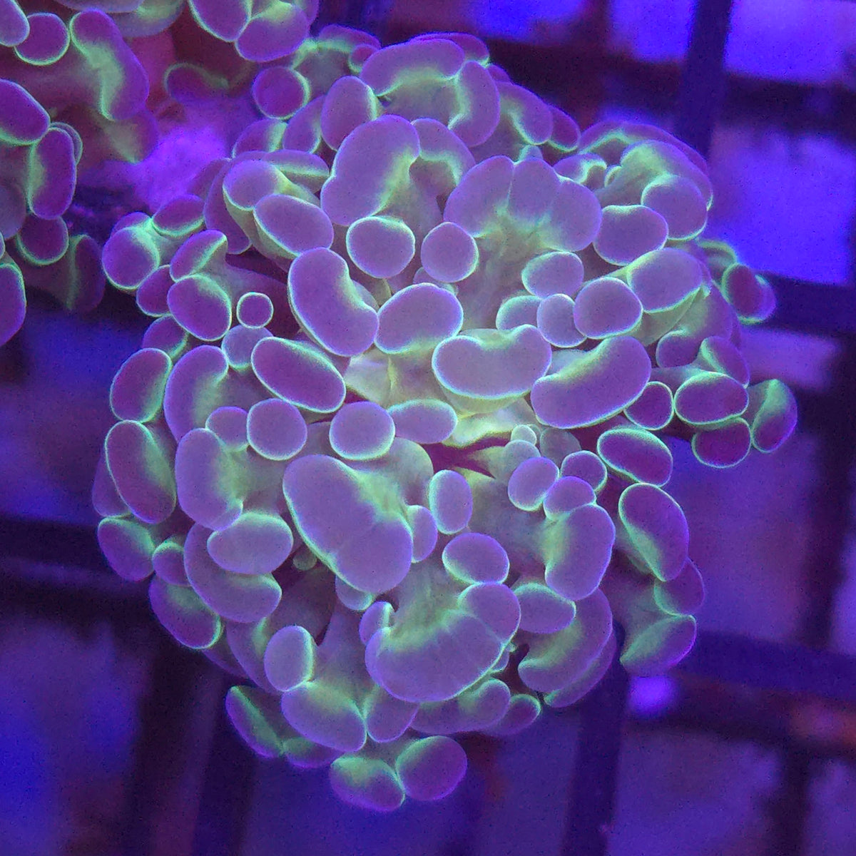 Hologram Frammer