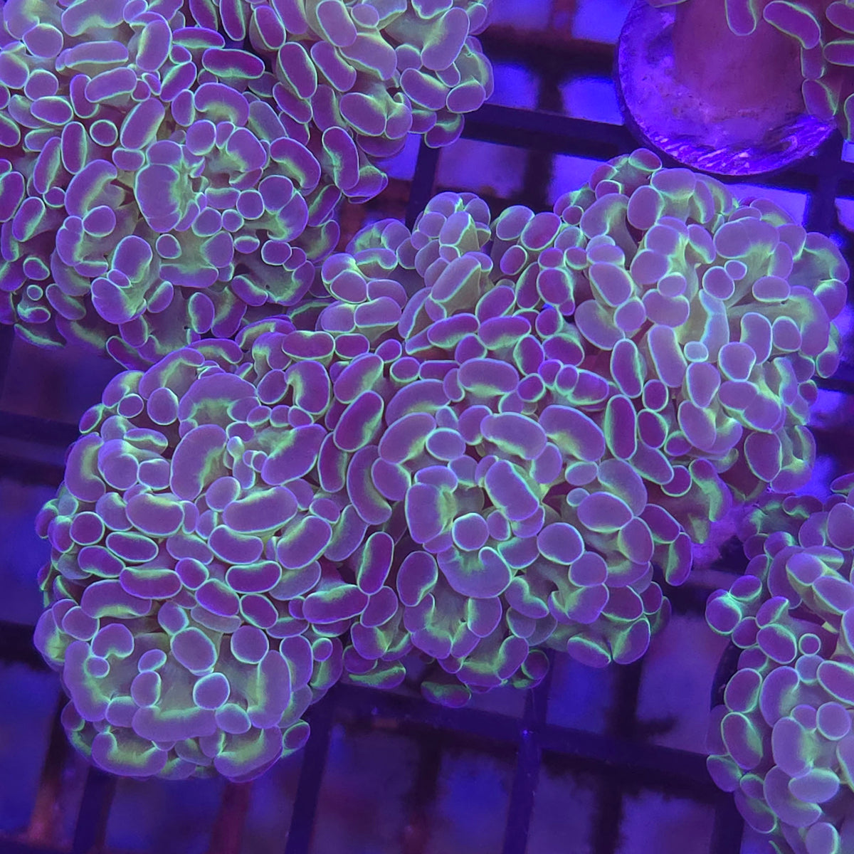 Hologram Frammer