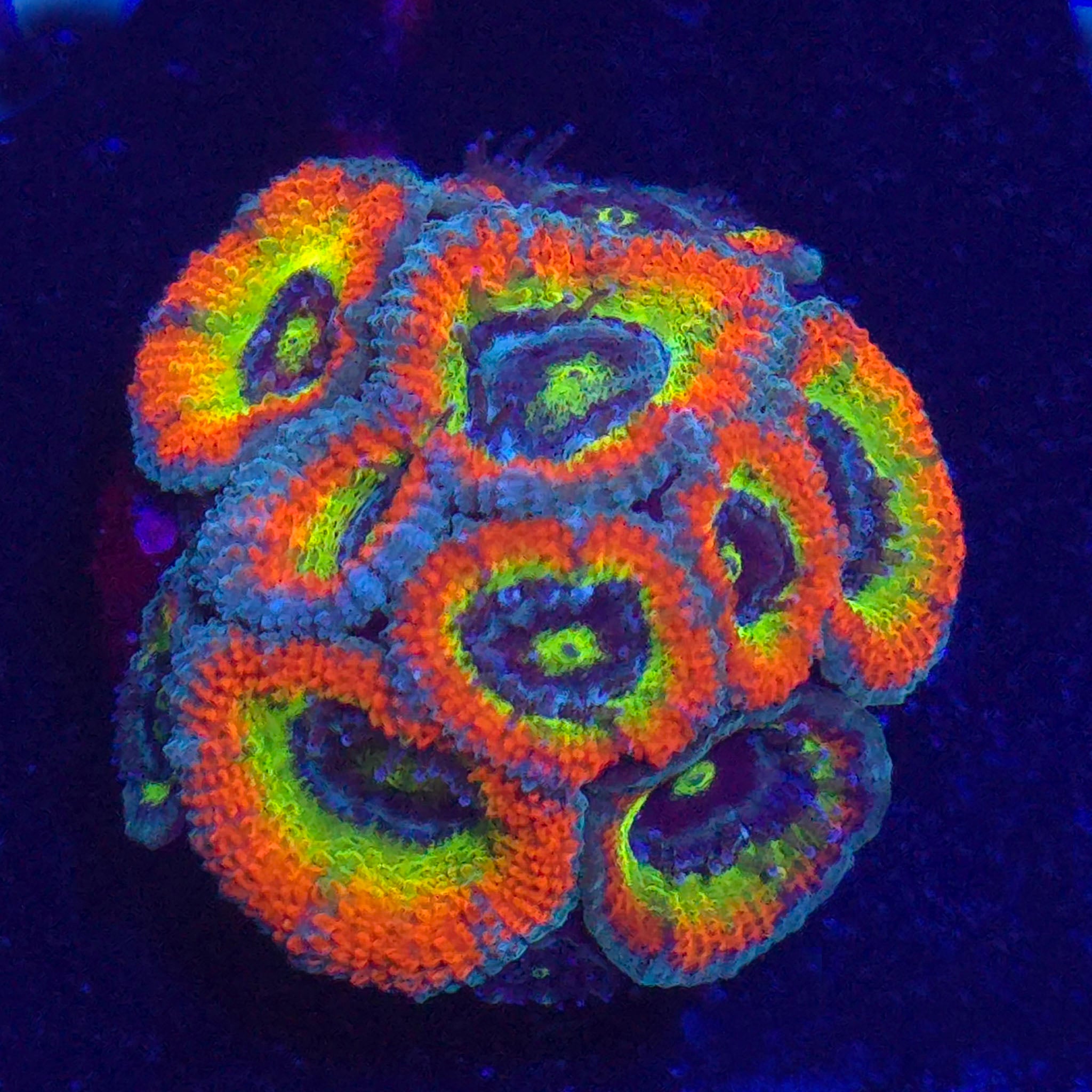 Holy Grail Micromussa- Aquacultured LPS Coral | AJ's Aquariums