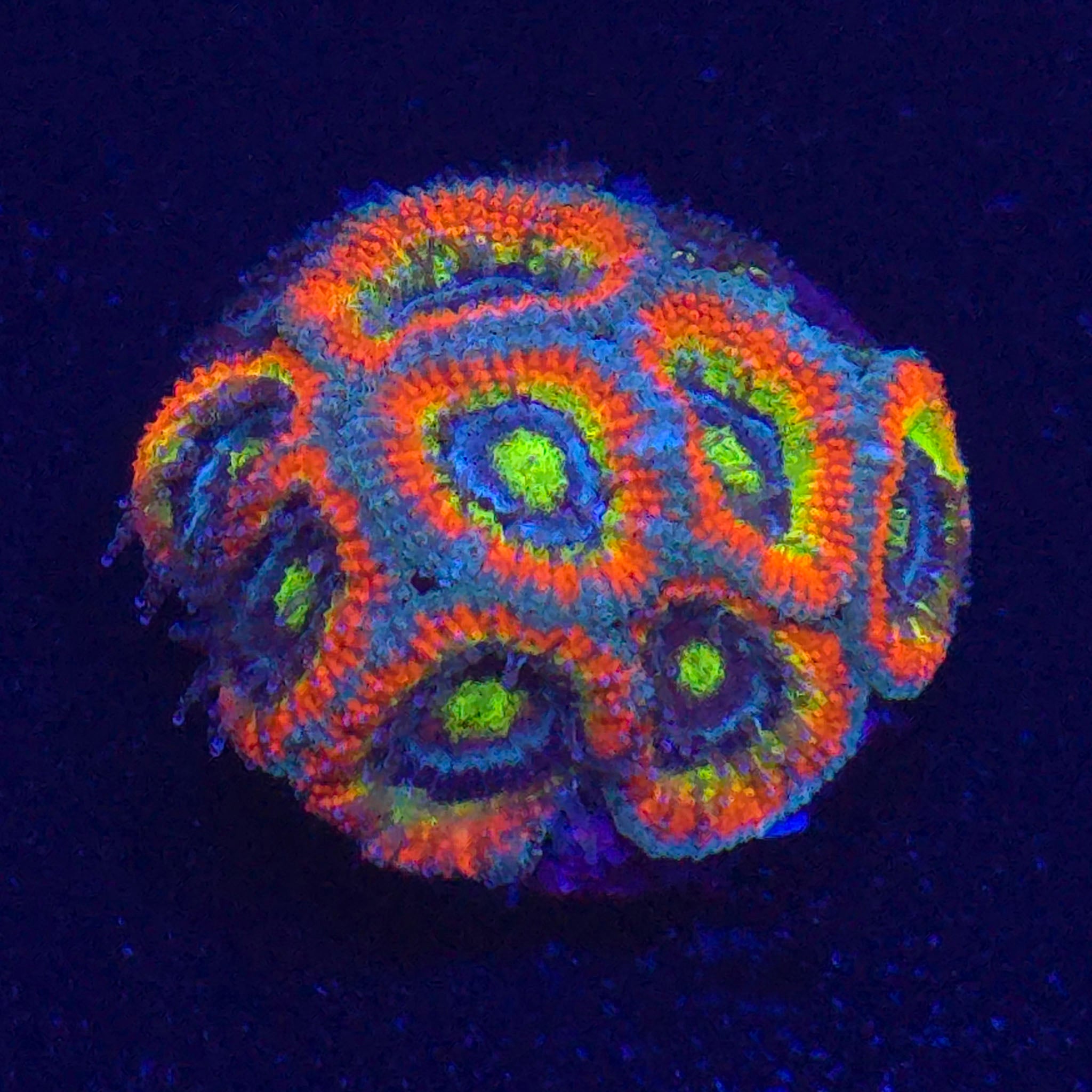 Holy Grail Micromussa