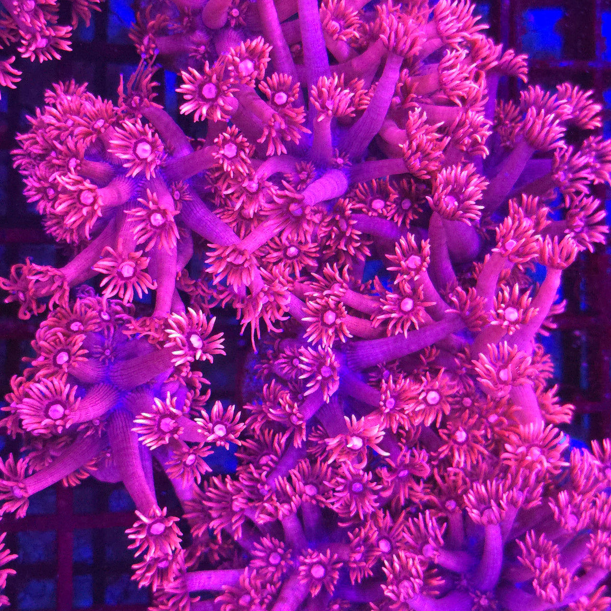 Hot Pink Goniopora
