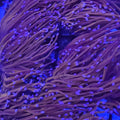 Indo Purple Tip Gold Torch - Aquacultured LPS Coral | AJ's Aquariums