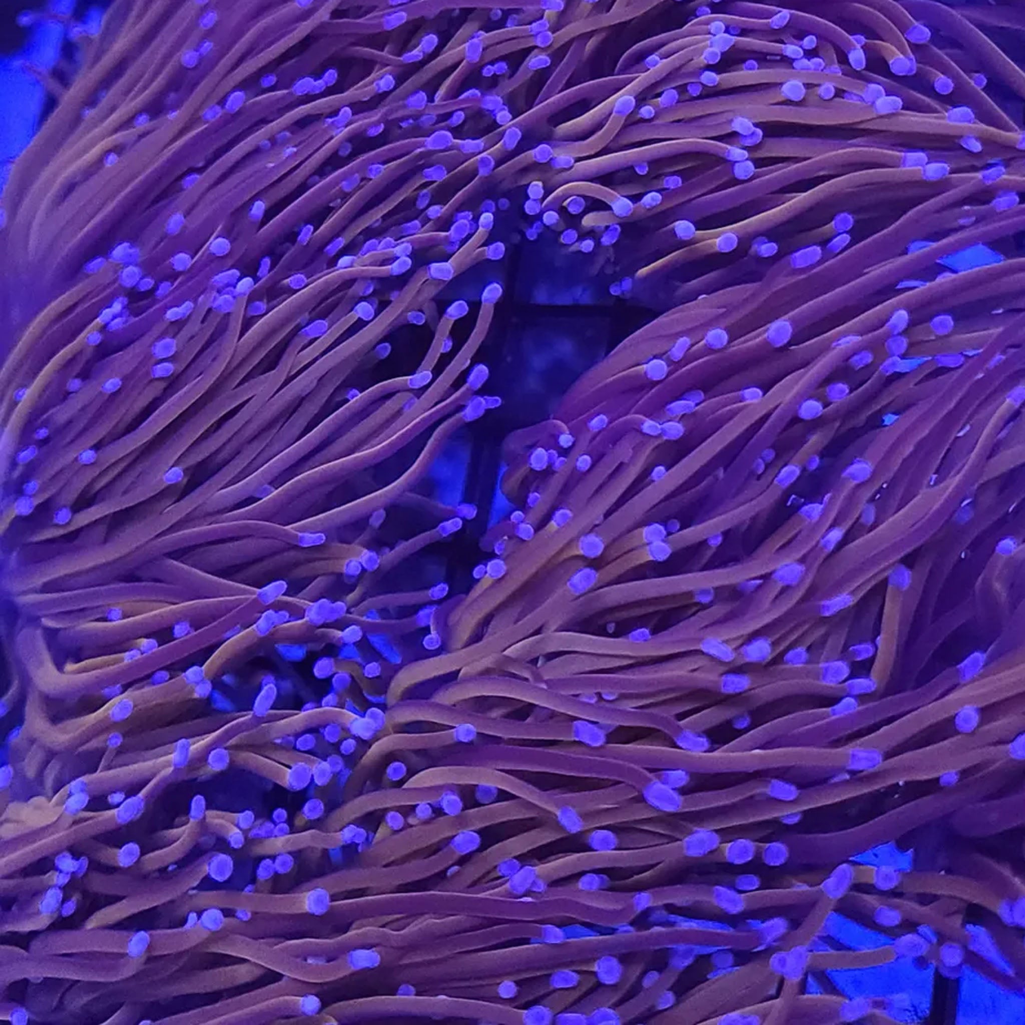 Indo Purple Tip Gold Torch - Aquacultured LPS Coral | AJ's Aquariums