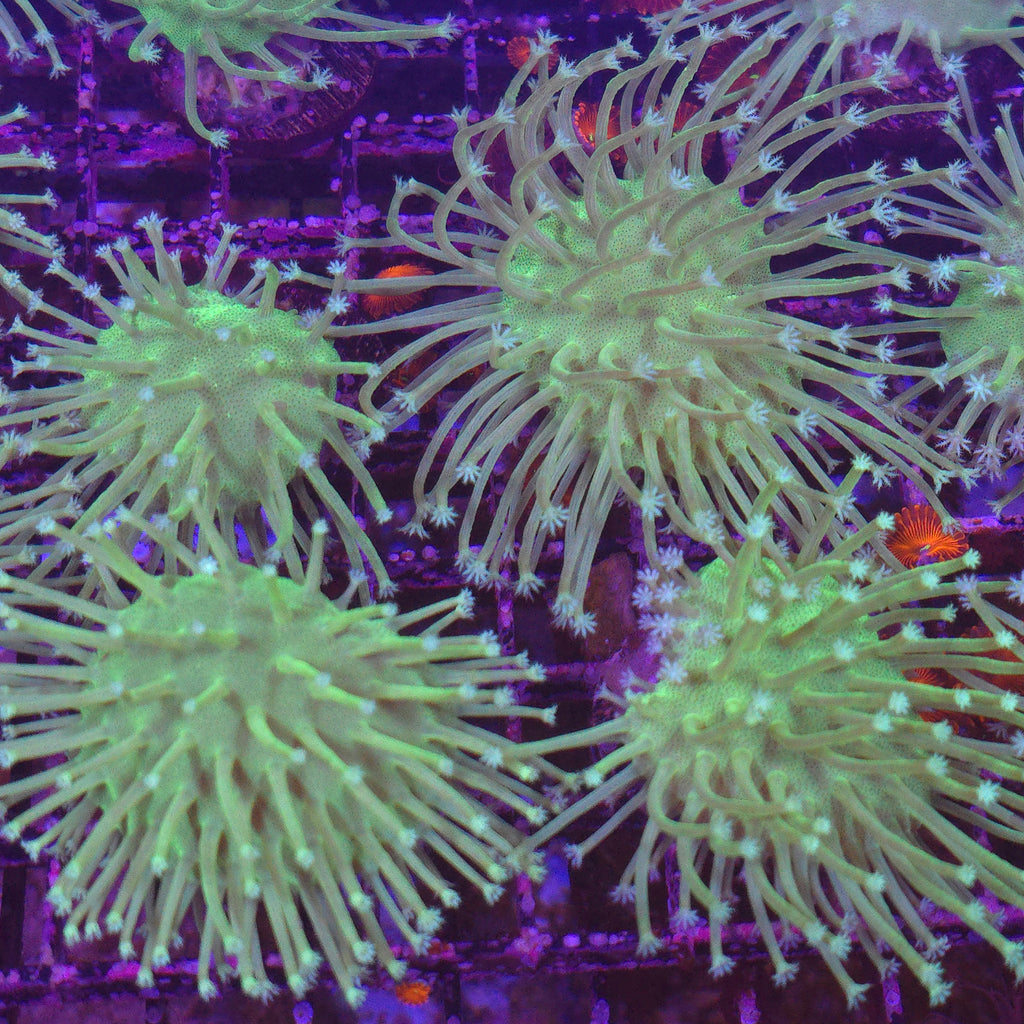 Long Polyp Green Willow Toadstool