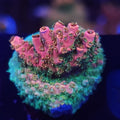 WWC Jello Shot Acropora - Aquacultured SPS Coral | AJ's Aquariums