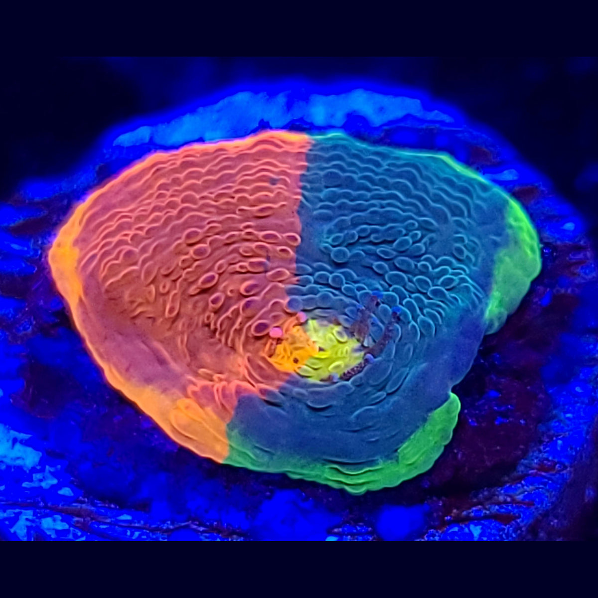 WWC Jelly Bean Rainbow Chalice