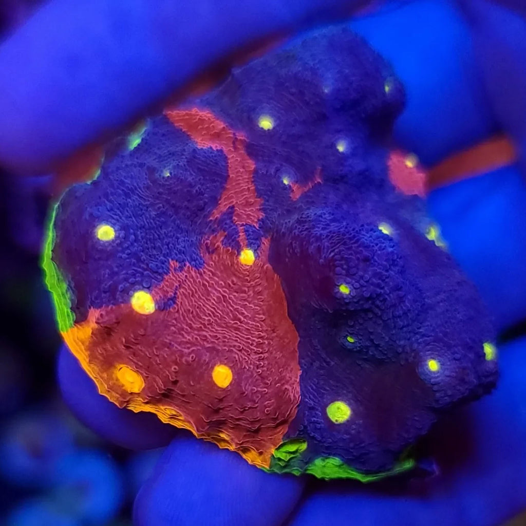WWC Jelly Bean Rainbow Chalice - Aquacultured LPS Coral | AJ's Aquariums